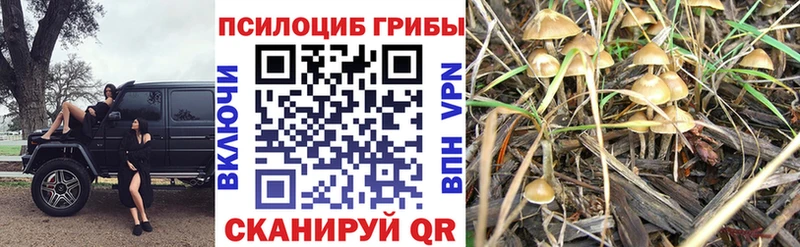 Псилоцибиновые грибы Psilocybe  цена наркотик  hydra зеркало  Волжск 